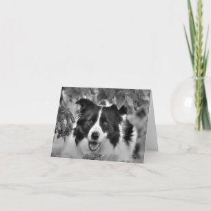 Cartão Border Collie in the Woods Birthday