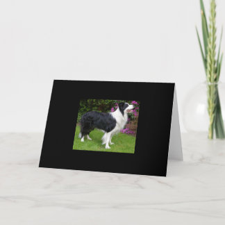 Cartão Border Collie Pet Cão Animal Fofo Presente Destino