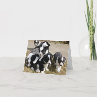 Cartão Border Collie Puppies Note Card