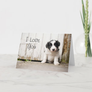 Cartão Border Collie Puppy