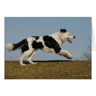 Cartão Border collie que funciona 2