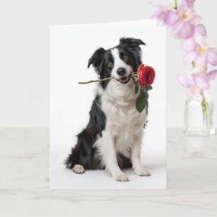 Cartão Border Collie Valentine – Coração Devotado