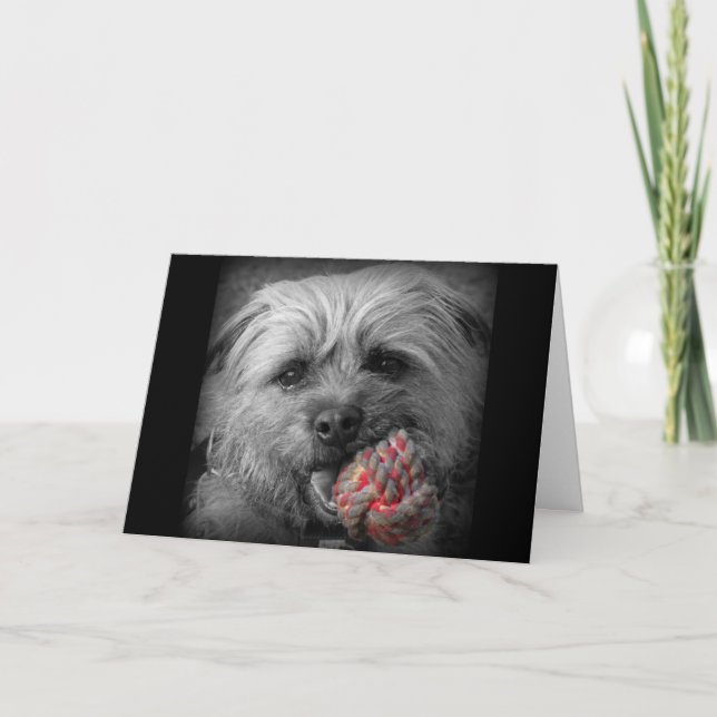 Cartão Border Terrier Birthday Card (Frente)