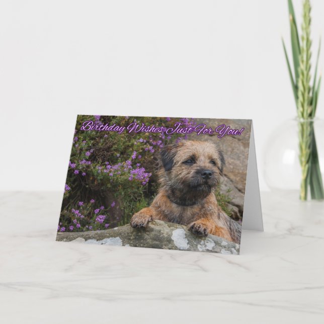 Cartão Border Terrier On A Rock With Wild Purple Heather (Frente)