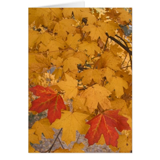 Cartão Bordo de Florida no outono (Frente)