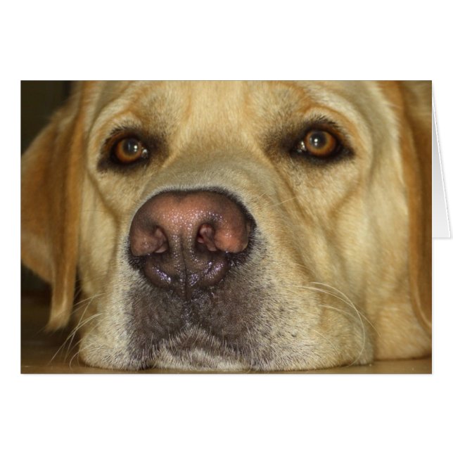 Cartão Boredom - Labrador Amarelo bonito (Frente Horizontal)