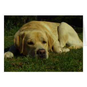 Cartão Boredom - Labrador na grama verde
