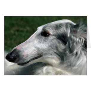 Cartão Borzoi, Wolfhound russo