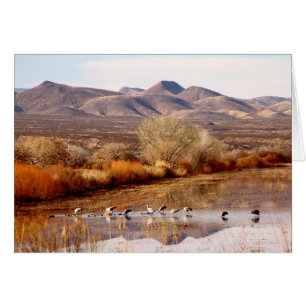 Cartão Bosque del Apache, New mexico