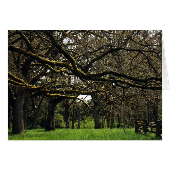 Cartão Bosque do carvalho, 2 (Frente Horizontal)