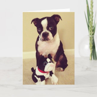 Cartão Boston Bashful Terrier