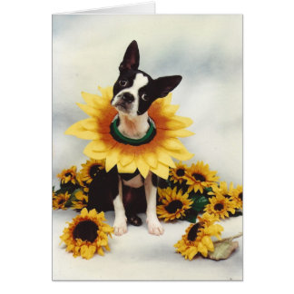Cartão Boston Bull Terrier Dog