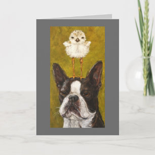 cartão boston e plover