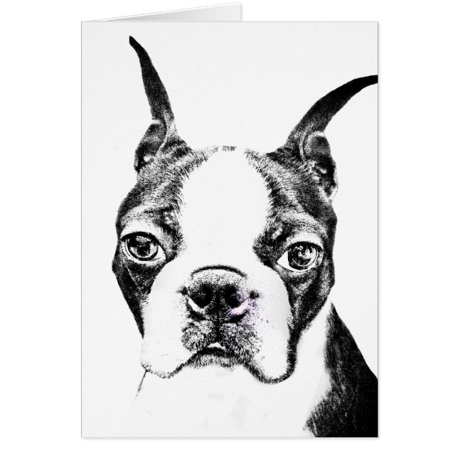 Cartão Boston Terrier (Frente)