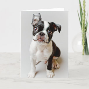 Cartão Boston Terrier