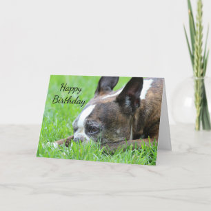 Cartão Boston Terrier