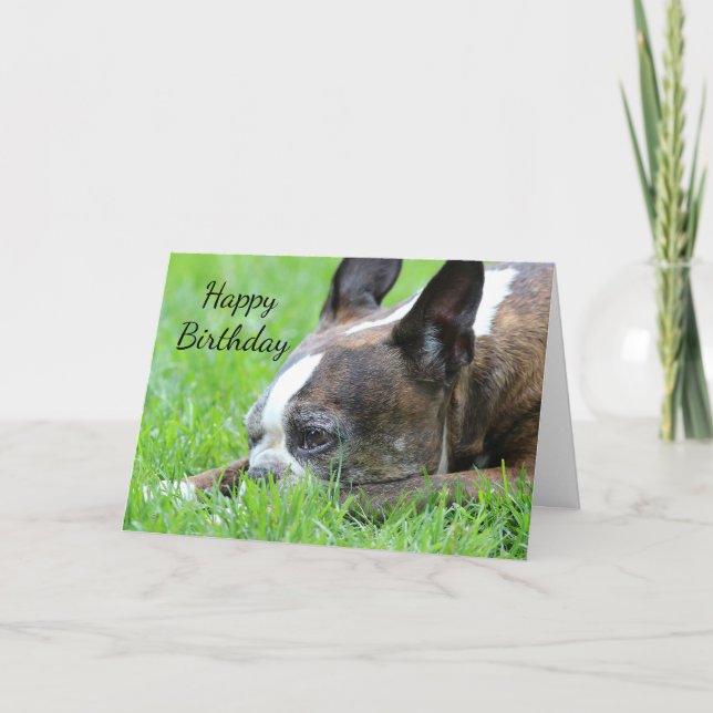 Cartão Boston Terrier (Frente)
