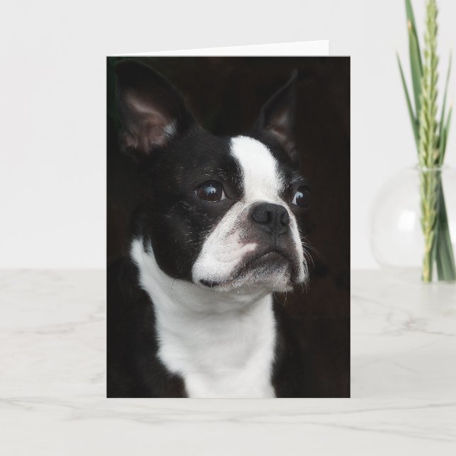 Cartão Boston Terrier (Frente)