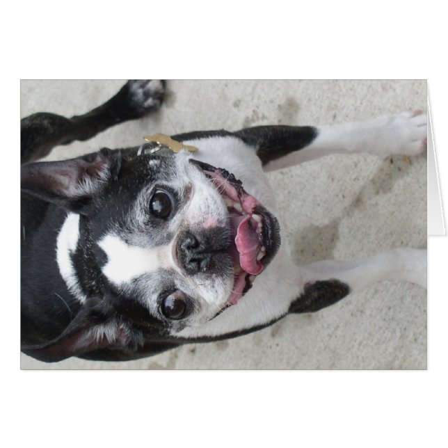 Cartão Boston Terrier (Frente Horizontal)