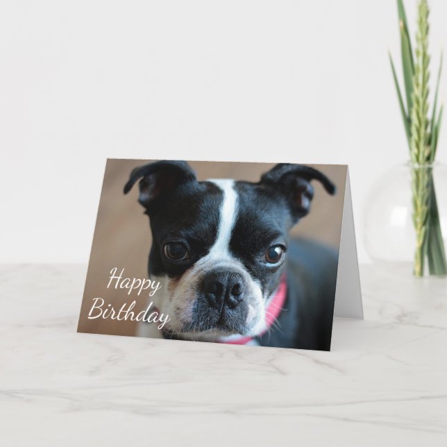 Cartão Boston Terrier (Frente)