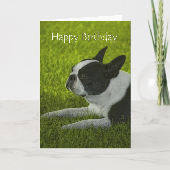 Cartão Boston Terrier Birthday (Frente)