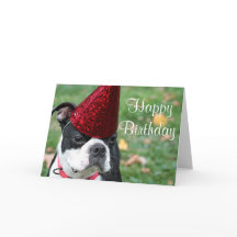 Boston terrier com um chapéu de aniversário