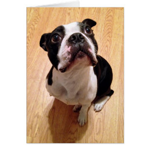 Cartão Boston Terrier Dog