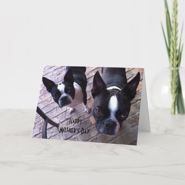 Cartão Boston Terrier Mother's Day Card (Frente)