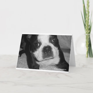 Cartão Boston Terrier Pet Sympathy Cards