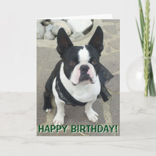 Cartão Boston Terrier portrait greetings card
