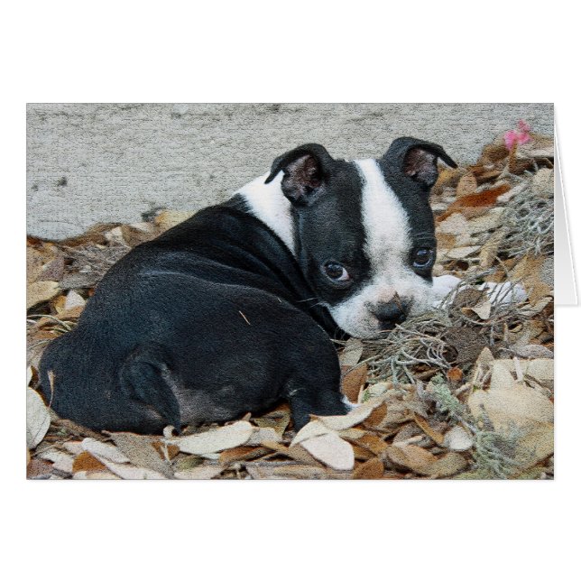 Cartão Boston Terrier Puppy (Frente Horizontal)
