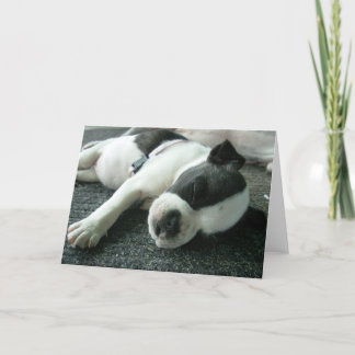 Cartão Boston terrier puppy greeting cards