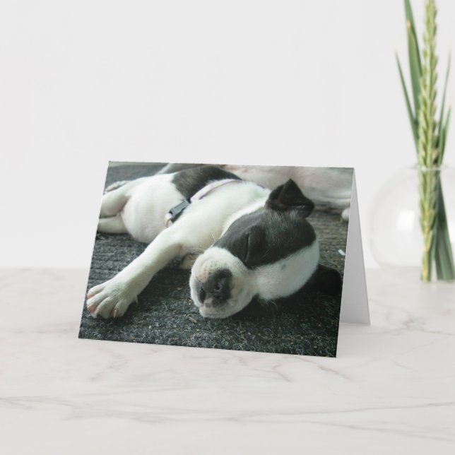 Cartão Boston terrier puppy greeting cards (Frente)