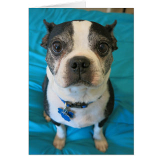 Cartão Boston Terrier sentado numa cama