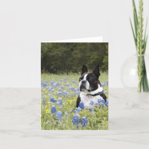 Cartão Boston Terrier sitting in a field of Blue Bonnets
