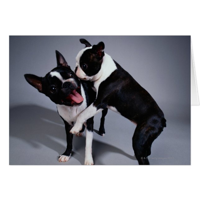 Cartão Boston Terriers Repleto (Frente Horizontal)