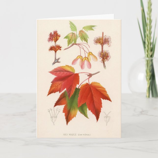 Cartão Botanical Print - Red Maple (acer rubrum) (Frente)