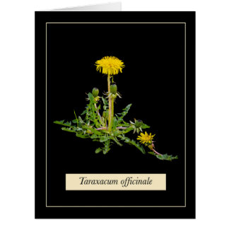 Cartão botânico de Dandelion
