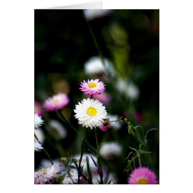 Cartão Botão Bonito (Frente)