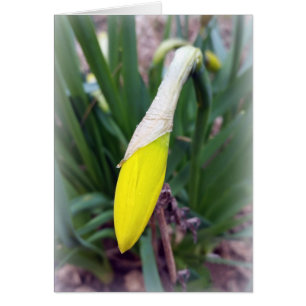 Cartão botão crocus amarelo