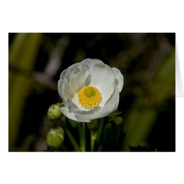 Cartão Botão de ouro gigante da montanha (Frente Horizontal)