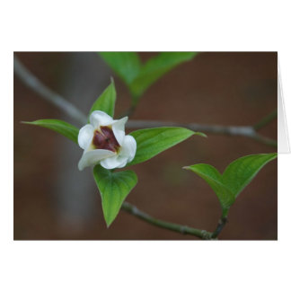 Cartão Botão do Dogwood