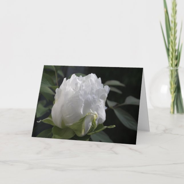 Cartão Botão Peony da manhã Fotografia Floral (Frente)