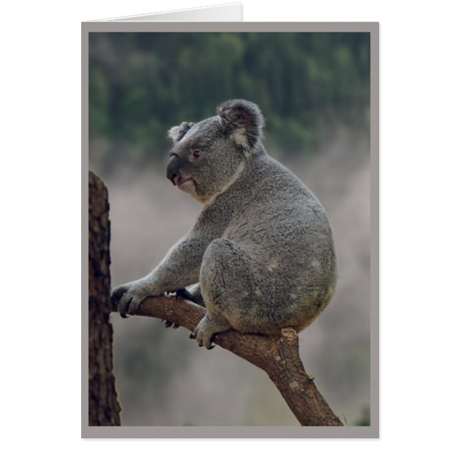 Cartão Bote Fofinho Koala Urso Diversão Aniversário (Frente)