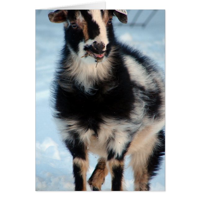 Cartão Botões (Frente)