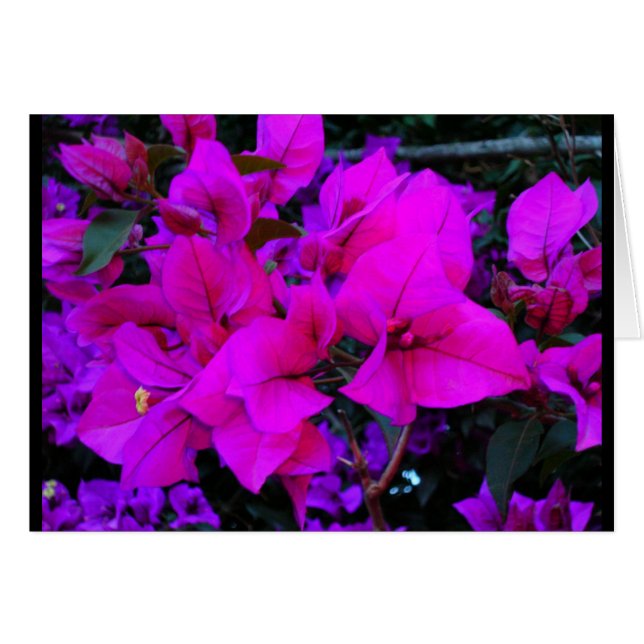 Cartão bourgenvilla (Frente Horizontal)