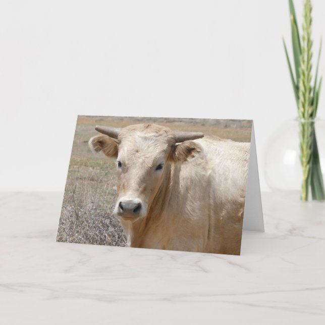 Cartão Bovinos Charolais Brancos Grandes - Vazio Ocidenta (Frente)