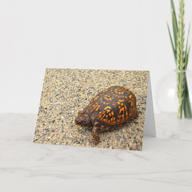 Cartão Box Turtle Encouragement (Frente)