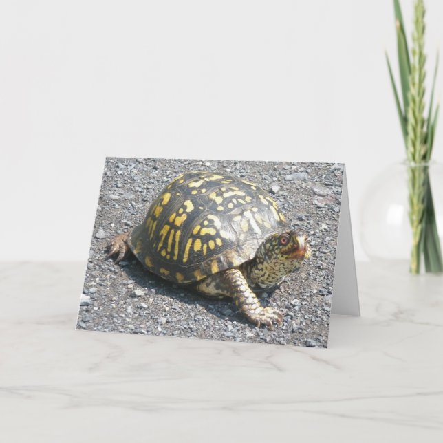 Cartão Box Turtle Note Card (Frente)