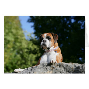 Cartão Boxer Dog Lay em um Rock